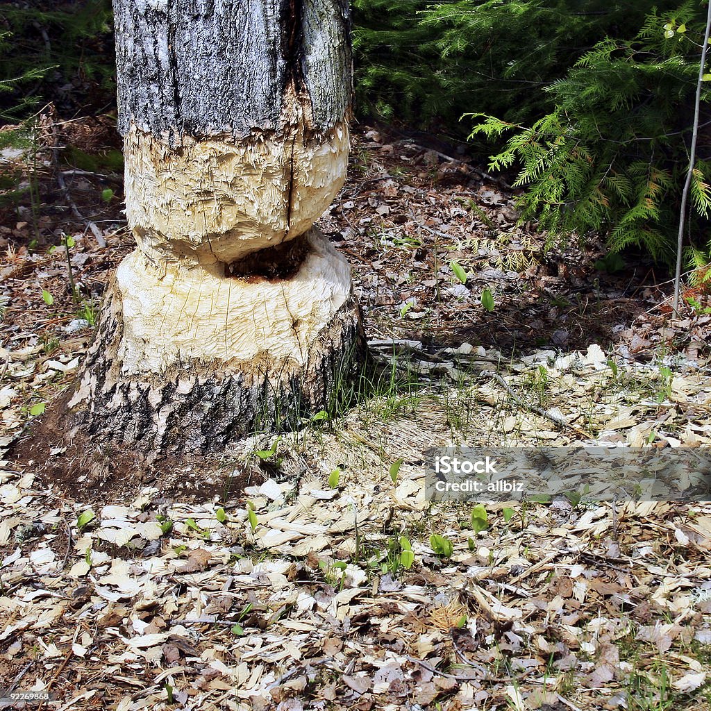 Tree trunk chewed by a beaver  Animal Wildlife Stock Photo