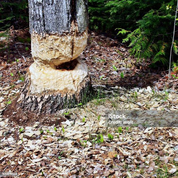 Tree Trunk Chewed By A Beaver Stock Photo - Download Image Now - Animal Wildlife, Animals In The Wild, Canada