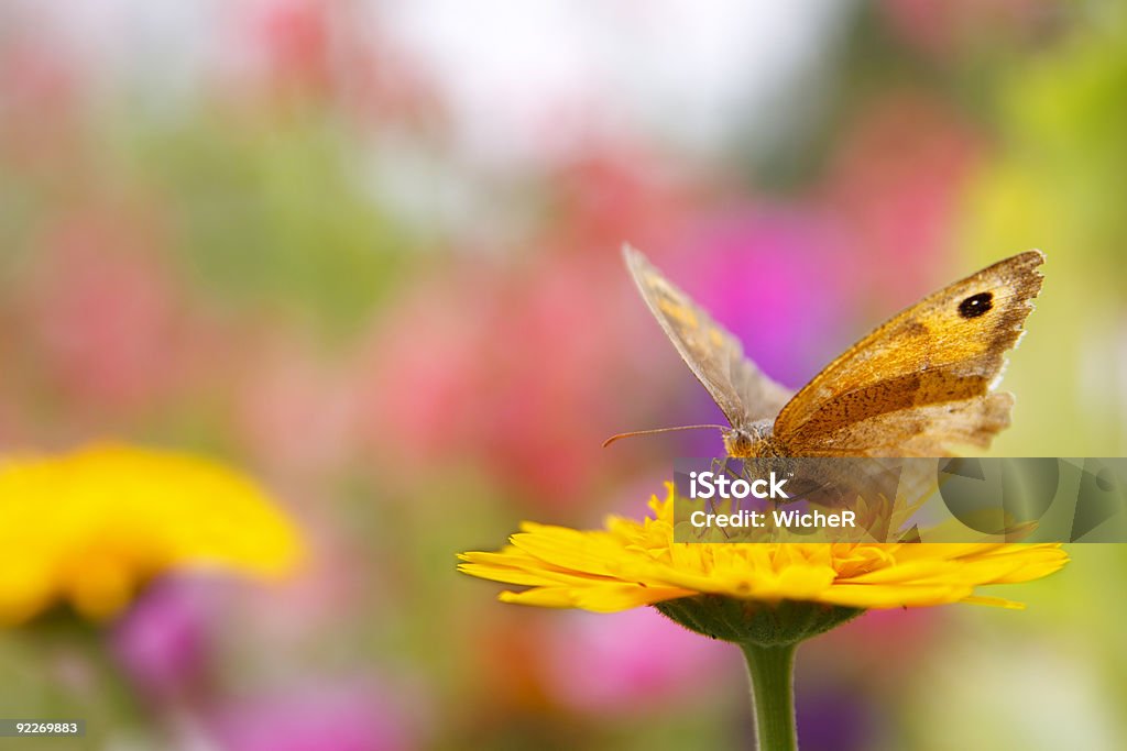 Beautifol Schmetterling - Lizenzfrei Blume Stock-Foto