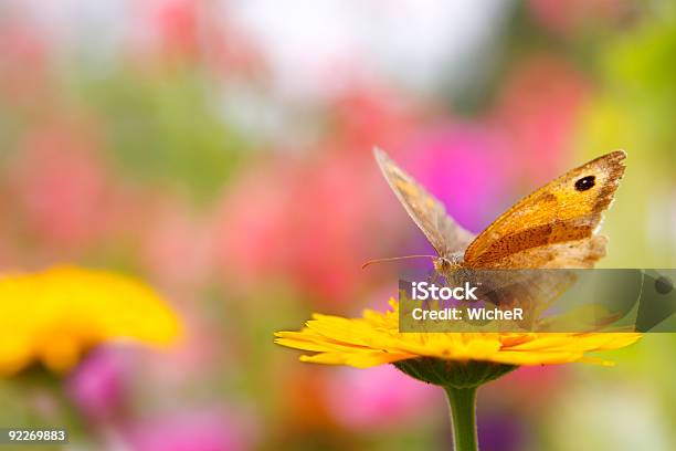 Beautifol Schmetterling Stockfoto und mehr Bilder von Blume - Blume, Bunt - Farbton, Einzelne Blume