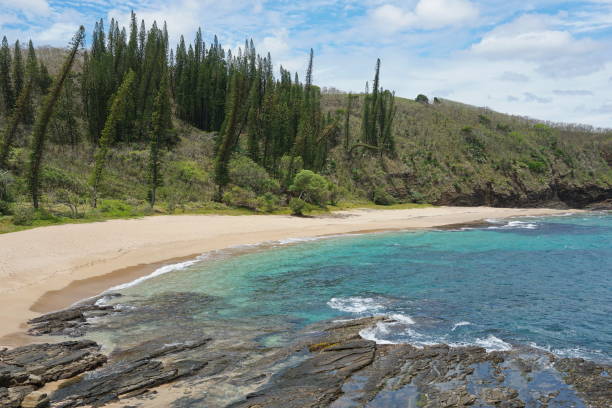 istock New Caledonia coastal landscape beach with pines 922699658