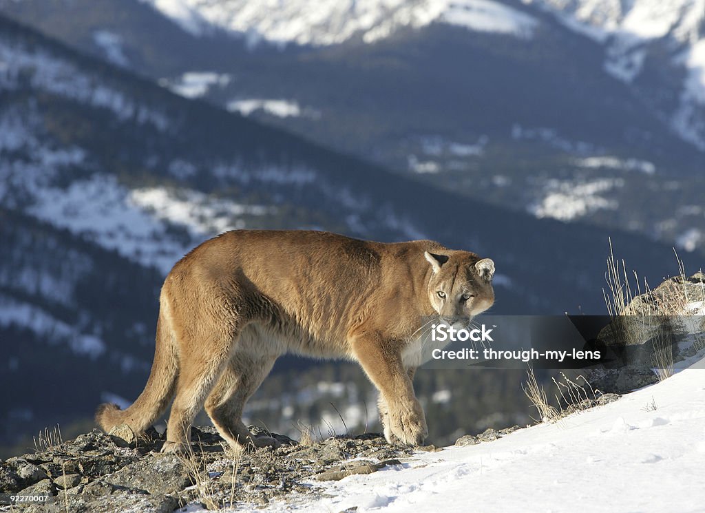 Puma mirando sobre valley - Foto de stock de Puma - Felino salvaje libre de derechos