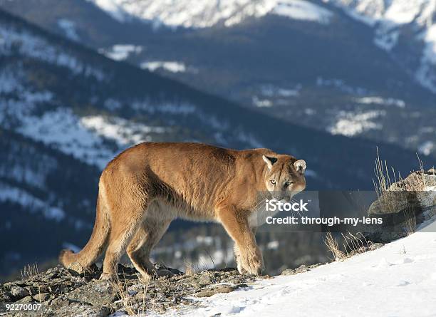 Foto de Montanha Lion Com Vista Para O Vale e mais fotos de stock de Puma - Gato não domesticado - Puma - Gato não domesticado, Pata com Garras, Animais caçando