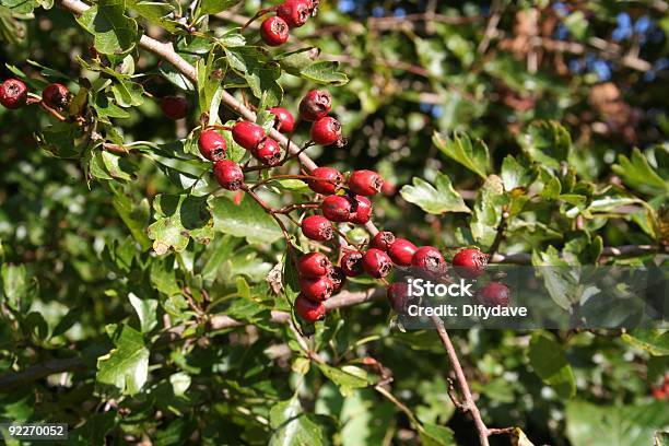 Photo libre de droit de Automne Récolte Hawthorn Fruits Rouges banque d'images et plus d'images libres de droit de Aliment - Aliment, Arbre, Aubépine - Plante