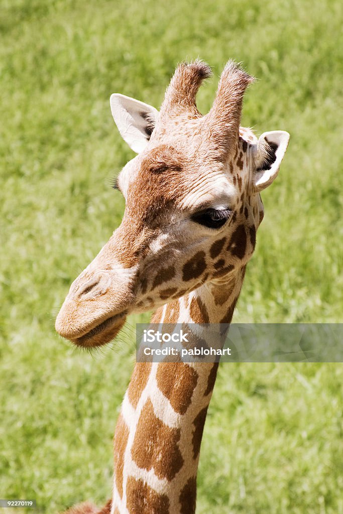 �Жирафы в парке вертикальные - Стоковые фото Африка роялти-фри