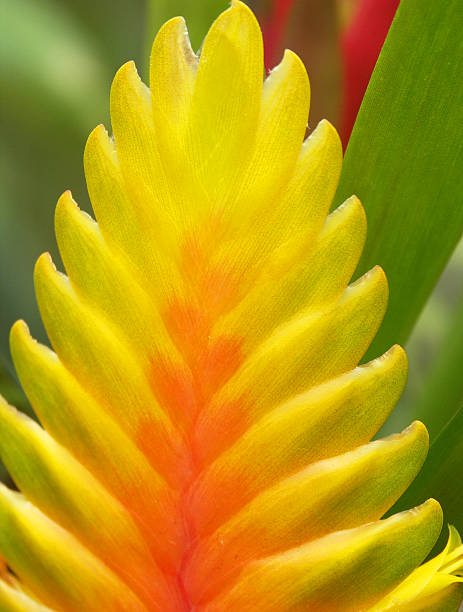 Close Up Tropical Ginger Plant stock photo
