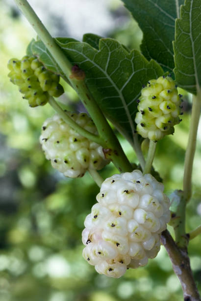 istock White Mulberry (Morus alba). Fruits 922702264