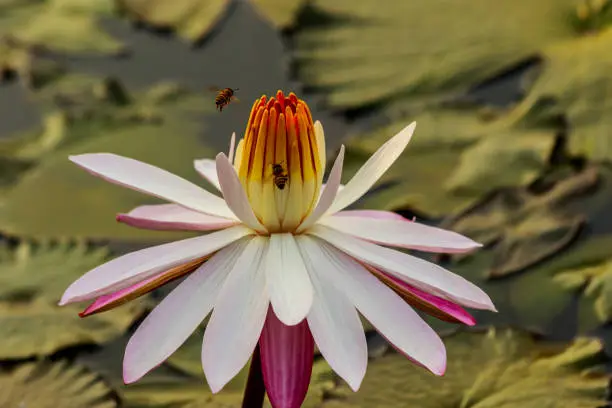 Photo of Pink Lotus Flower in the pond in thegarden.