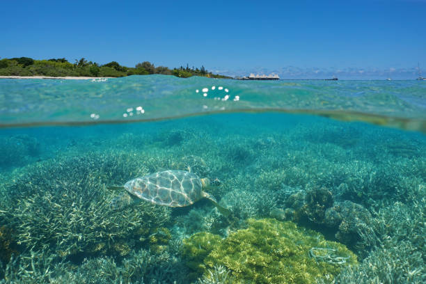 Over under sea turtle and island with resort