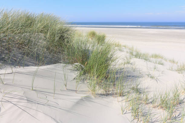 istock Dunes and marram on a beach in the Netherlands 922704792