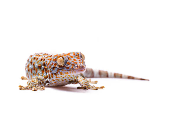 Tokay Gecko white isolated background stock photo