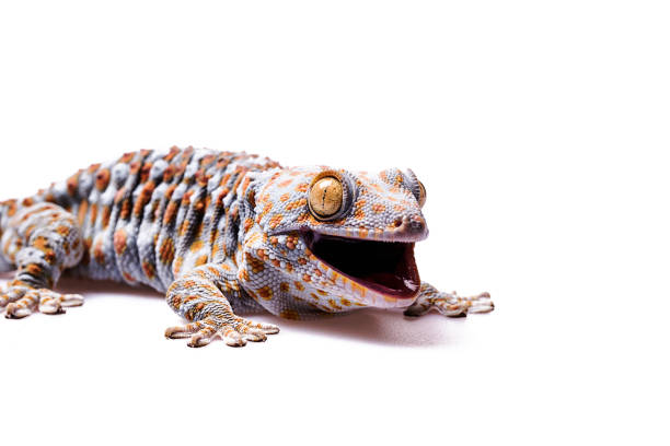 istock Aggressive Tokay Gecko white isolated background 922704960