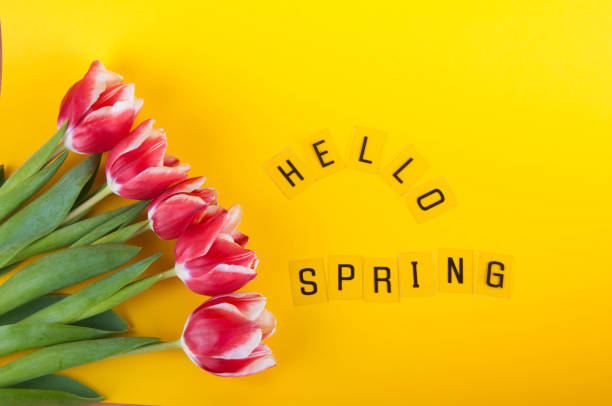 istock Several pink tulips laying on yellow background near words Hello spring 922705574