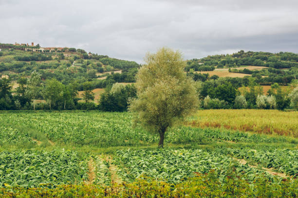 istock Lonely tree,Umbria,Italy 922705764