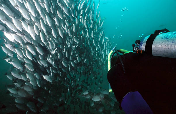 istock Costa Rica Fishes 92270677
