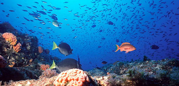 Mexican Coral Reef stock photo