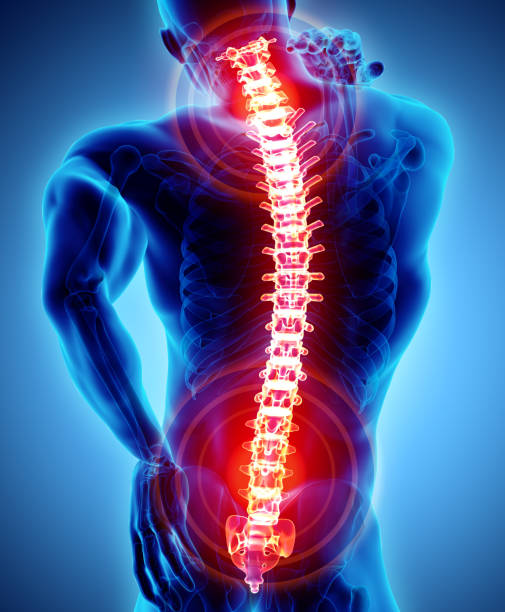 ilustração em 3d de sacral e dolorosa cervical. - human spine anatomy x ray the human body - fotografias e filmes do acervo