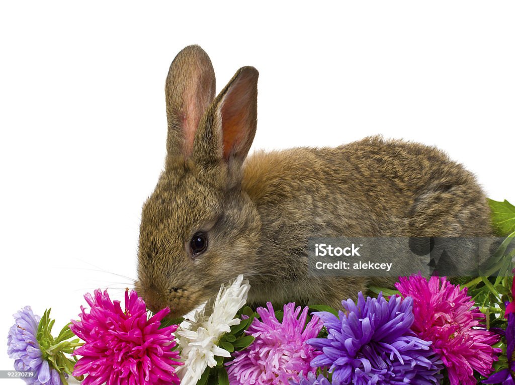 bunny et fleurs Lilas aster - Photo de Animaux de compagnie libre de droits