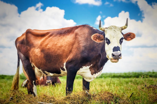 istock beautiful cow on the field 922707330