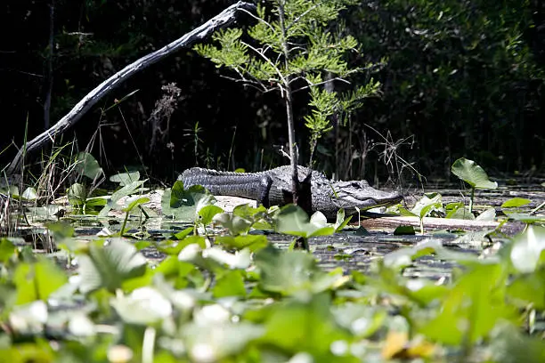 Photo of Alligator sunning itself on a log