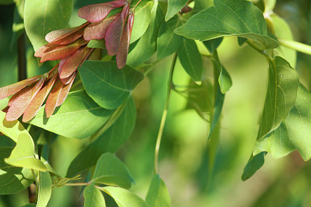 istock Foliage frame of fresh, green leaves 92270779