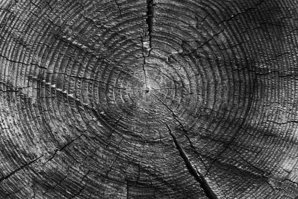 istock Old wood cut with annual rings - vintage texture, background 922707980
