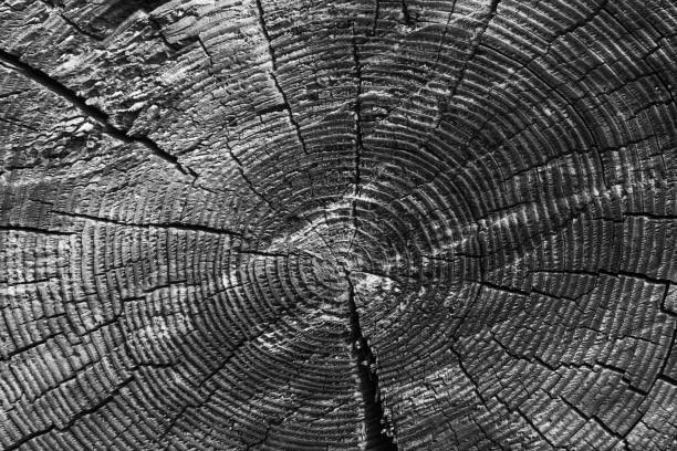 Old wood cut with annual rings - vintage texture, background