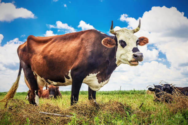 istock beautiful cow on the field 922708524