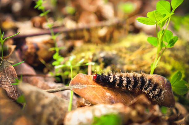 istock black maggot hairy larva caterpillar with red head 922710890
