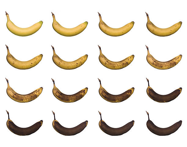 banane en cours - à maturité photos et images de collection