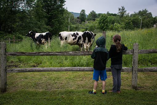 A view from behind of two young children standing at a fence watching cows graze.
