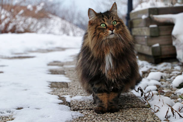 istock A pretty Norwegian Forest Cat on a footpath 922713102