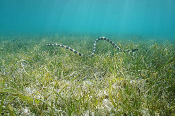 istock Sea snake underwater banded sea krait 922713920