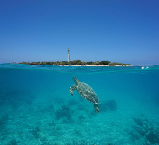 Sea turtle split Amedee island New Caledonia