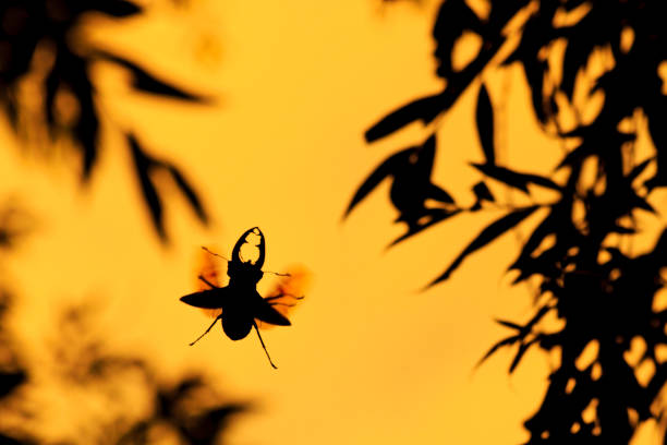 big beautiful horned beetle flying at sunset , wildlife, animals
