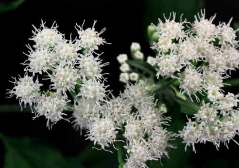 Snakeroot flowers (ageratina) on a black background