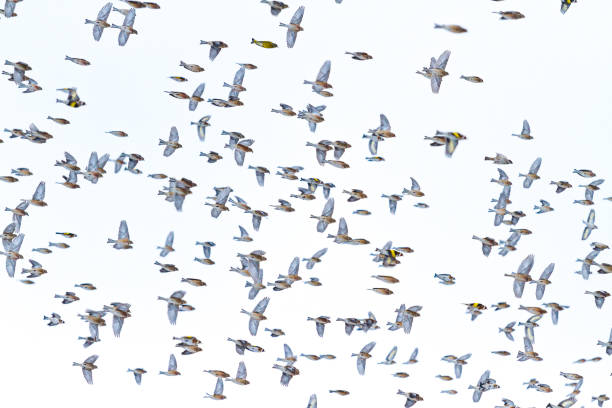 istock flock of birds with a bright feather flies down 922714660