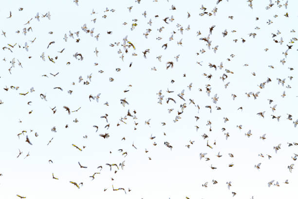 istock flock of birds with open wings 922714666