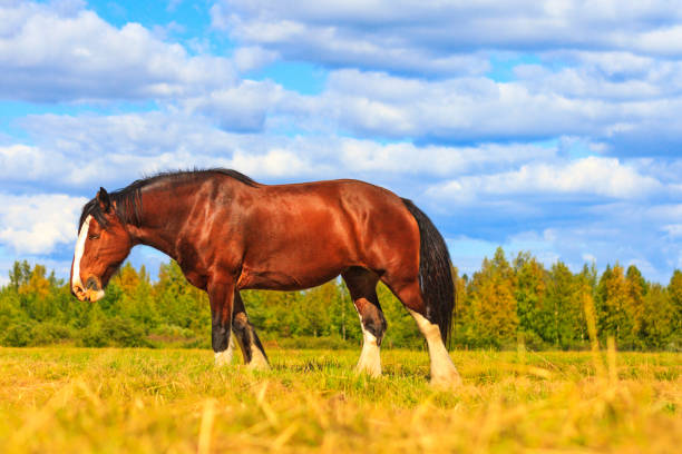 Sleeping horse on a summer afternoon