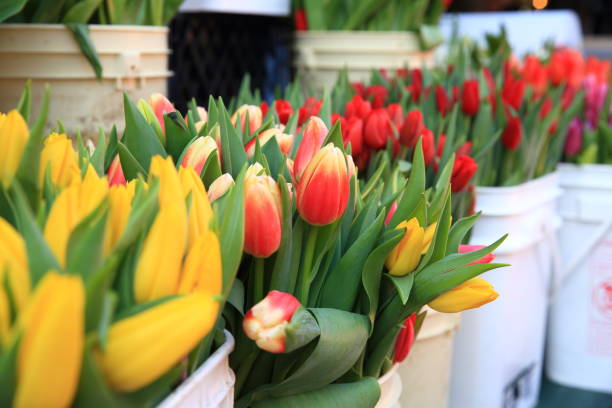 istock Fresh tulips in a bucket 922714918