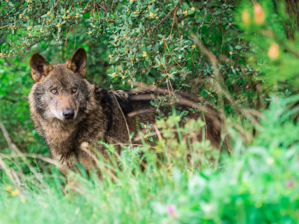 istock Iberian wolf (Canis lupus signatus) in the bushes 922715392