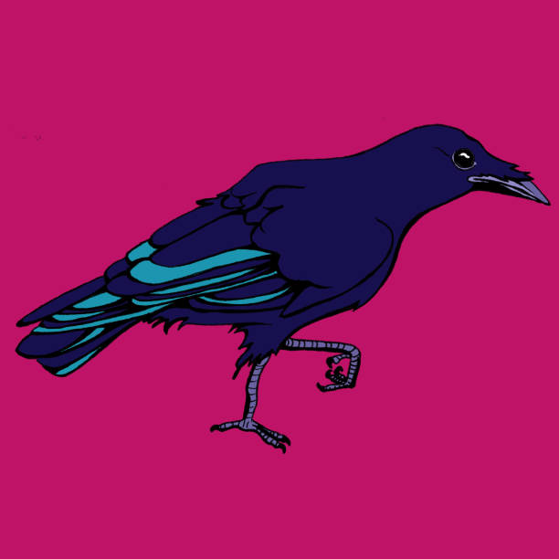 illustrations, cliparts, dessins animés et icônes de marche crow - birdsong bird one animal flying