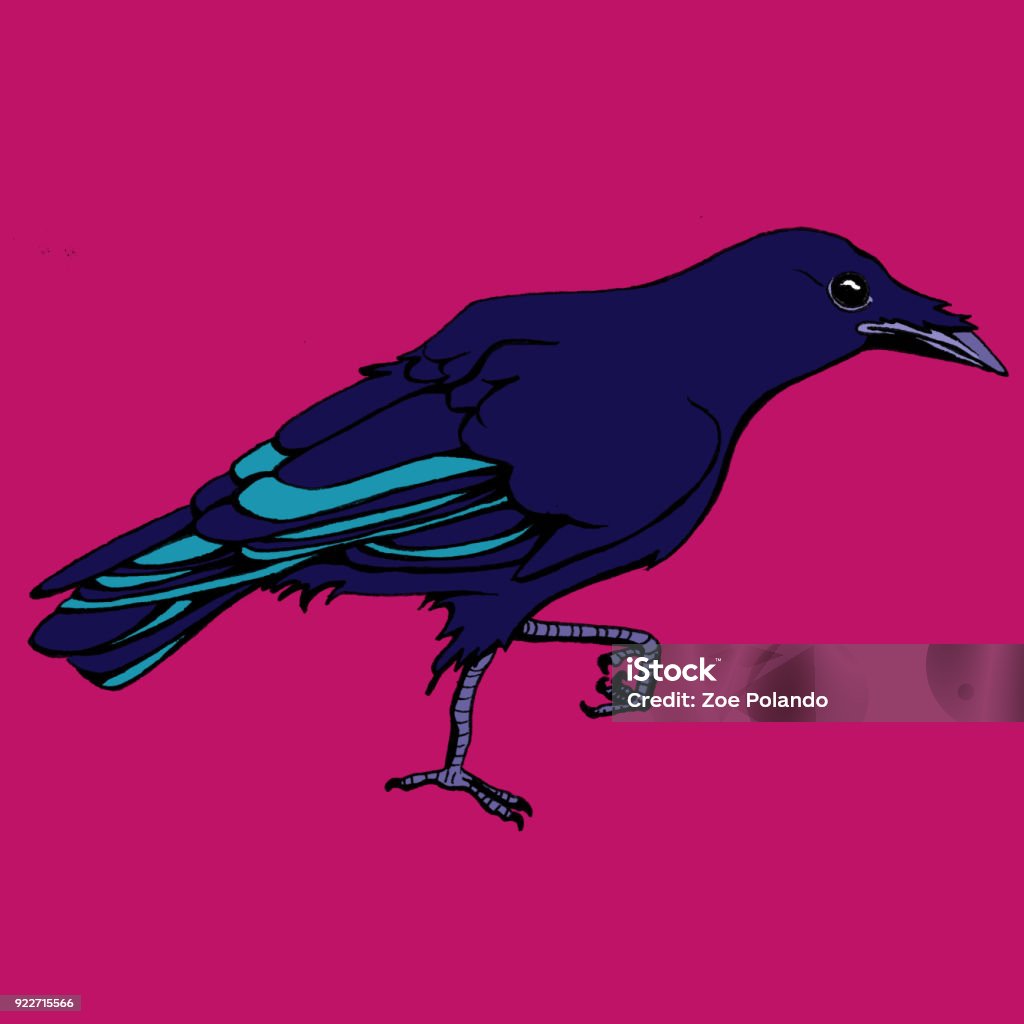 Walking Crow A crow on a magenta background, walking towards the right side of the image. Illustration stock illustration