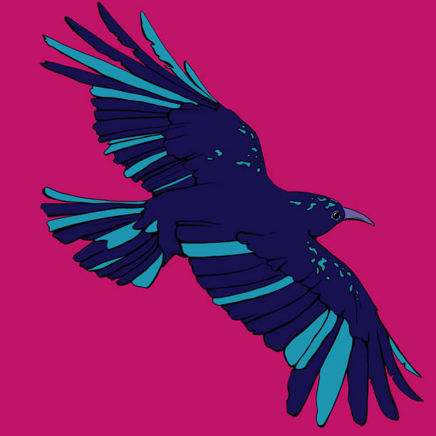 illustrations, cliparts, dessins animés et icônes de deltaplane crow - birdsong bird one animal flying