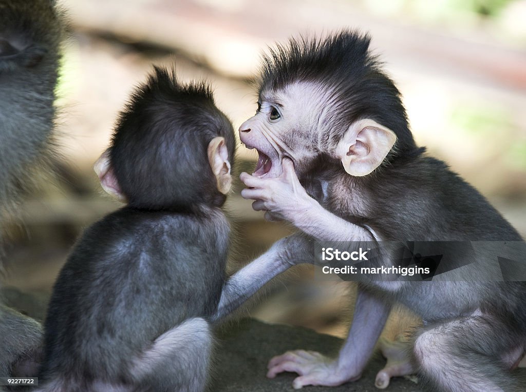 Irmão segredos - Foto de stock de Macaco antropoide royalty-free