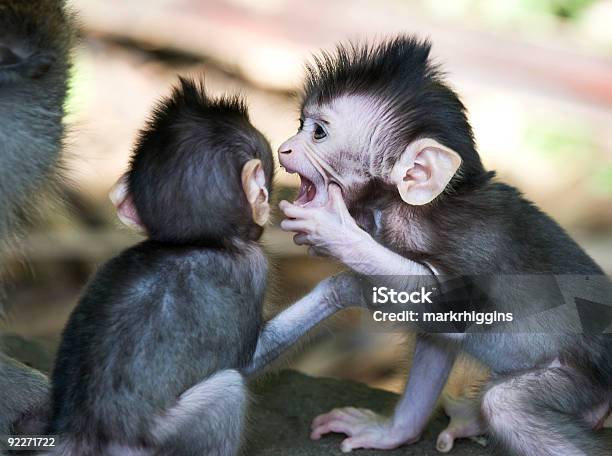 Foto de Irmão Segredos e mais fotos de stock de Macaco antropoide - Macaco antropoide, Macaco, Sussurrar