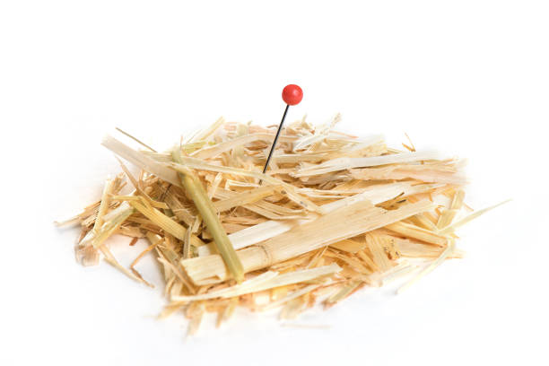 istock Closeup of a needle in haystack. Isolated on white background 922717280