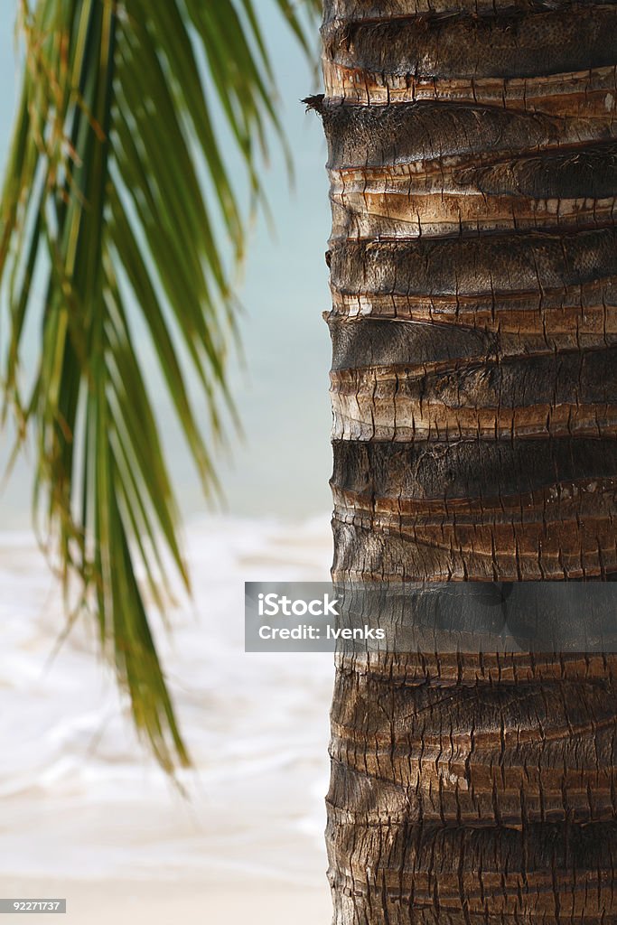 Palma tropicale primo piano - Foto stock royalty-free di Tronco d'albero