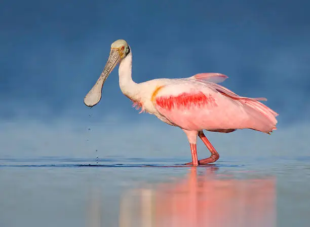 Photo of Roseate Spoonbill against deep blue background