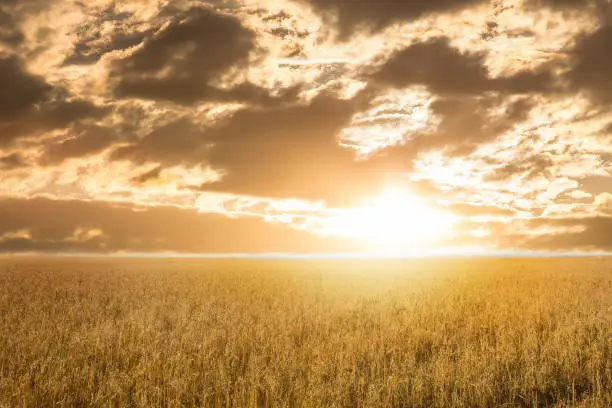 beautiful sunset over the wheat field